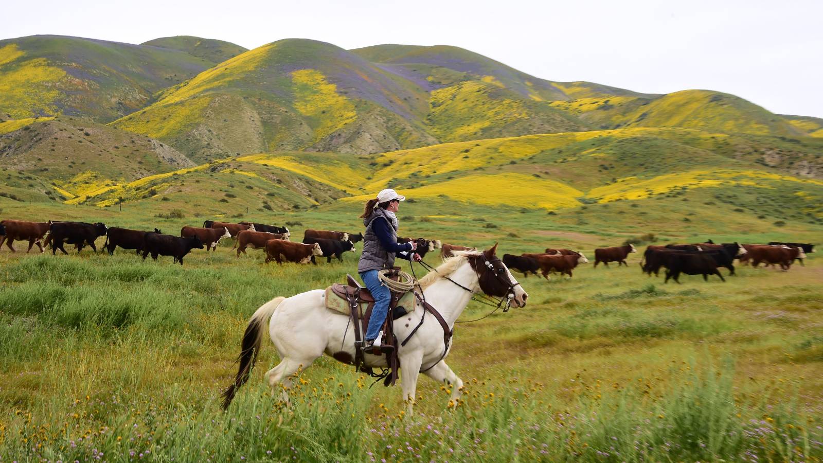 30x30 is conservation's flashy new goal. What does it actually mean? | Grist