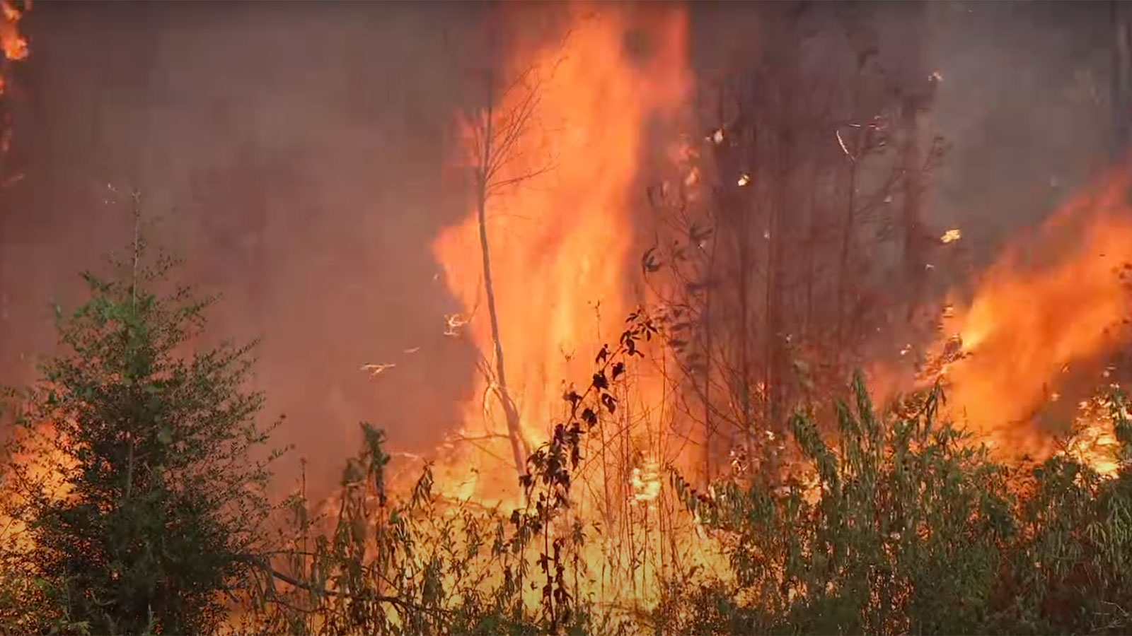 Even the bayous of Louisiana are now threatened by wildfires | Grist