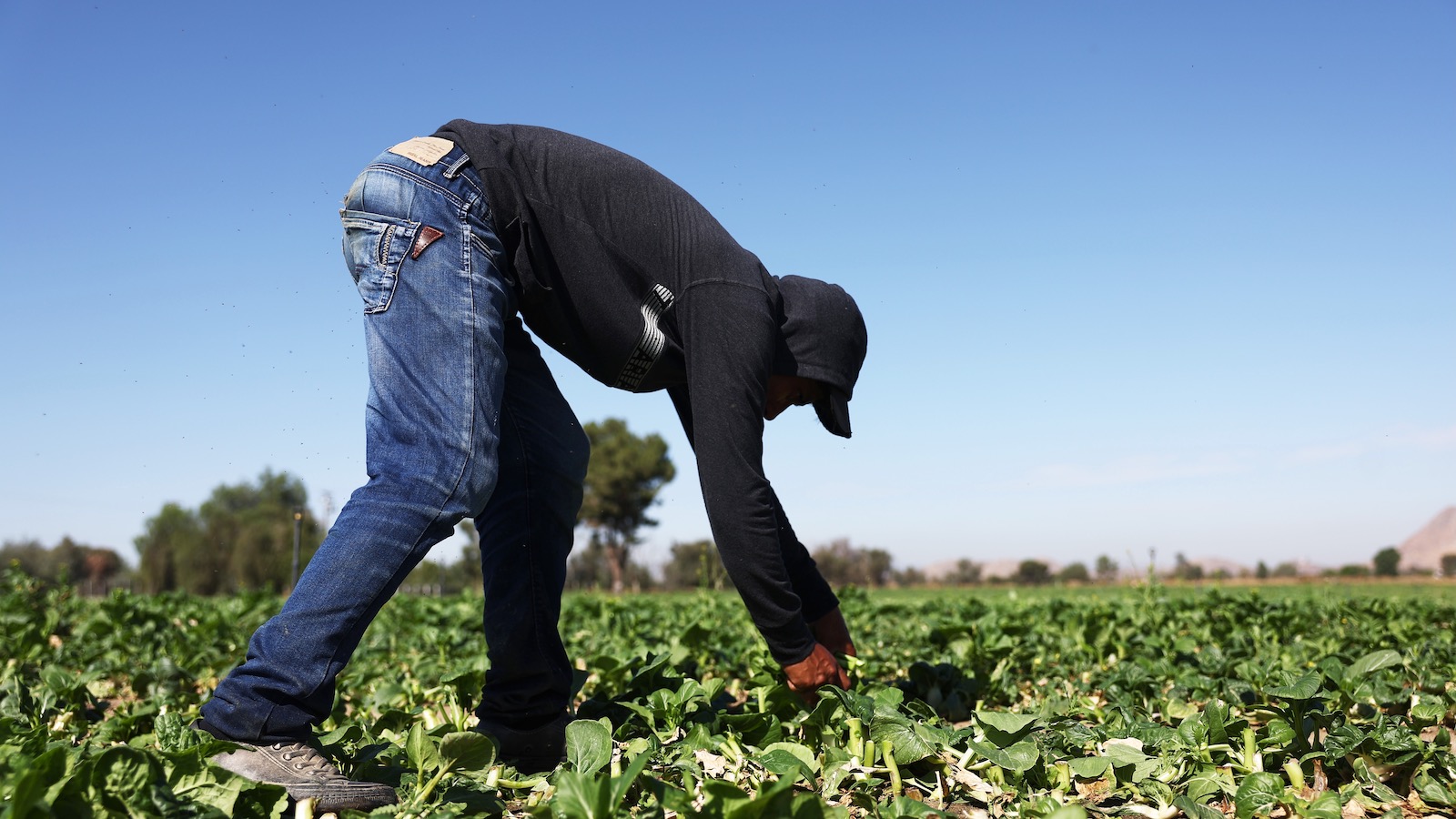 How Florida farmworkers are protecting themselves from extreme heat | Grist