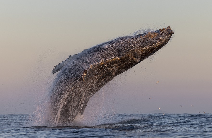 In photos: Huge groups of humpback whales return to West Coast | GroundUp