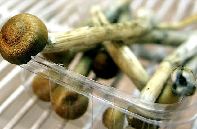 Magic Mushrooms Found to Treat Illness - Guardian Liberty Voice
