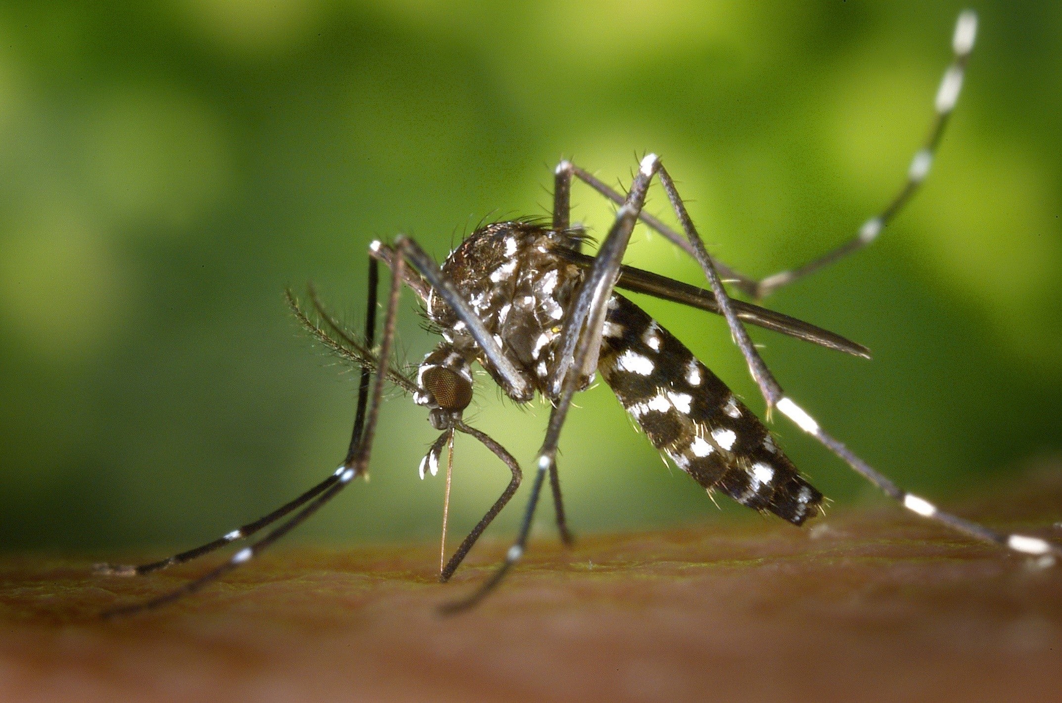 A Billion People Will Be Newly Exposed to Diseases Like Dengue Fever as World Temperatures Rise | Georgetown University Medical Center | Georgetown University