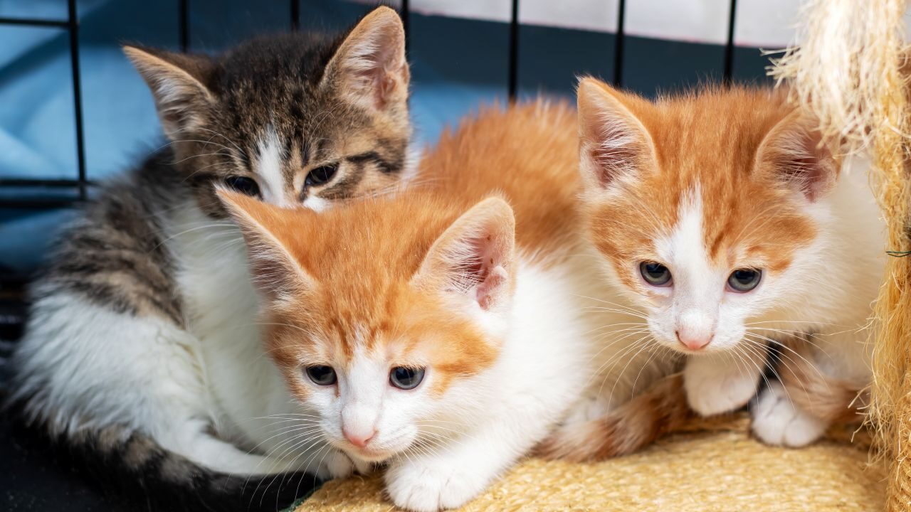 How to Help Spay/Neuter 1,000 Cats Ahead of Kitten Season - GV Wire