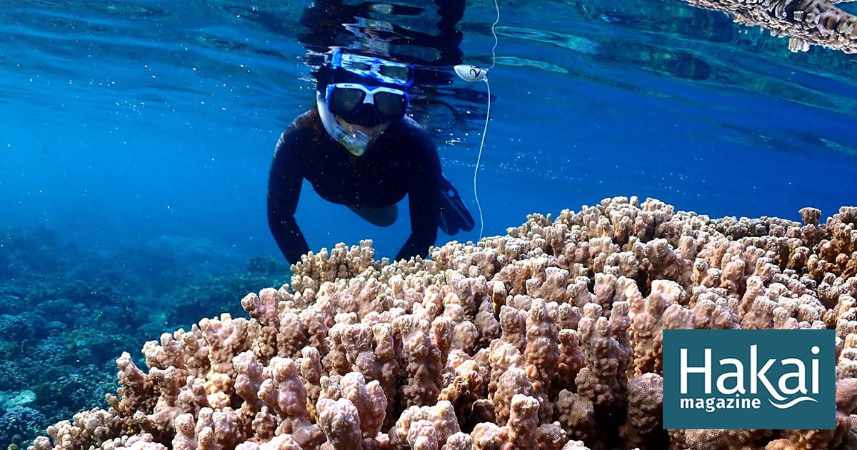 The Coral That Does It with the Lights On | Hakai Magazine