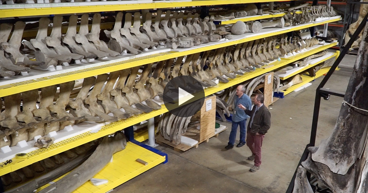 Where Dead Whales Go to Live | Hakai Magazine