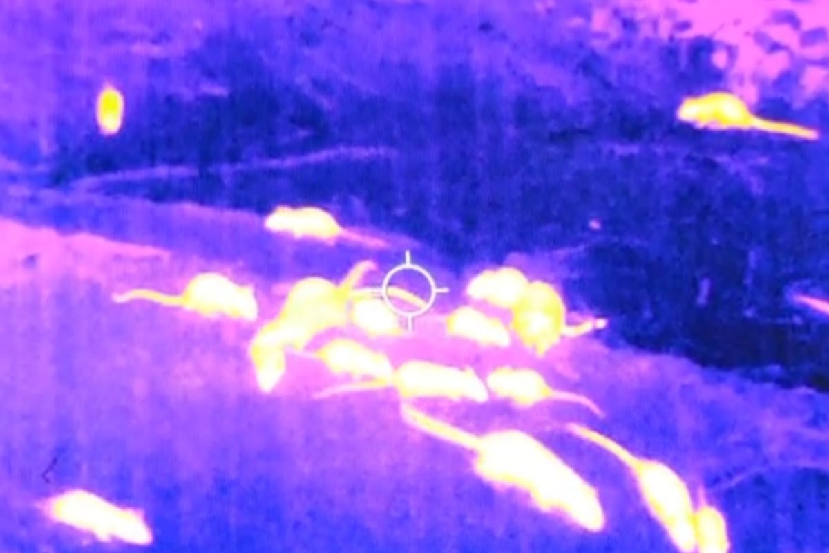 Scurrying Around Town With the Neuroscientists Studying NYC Rats