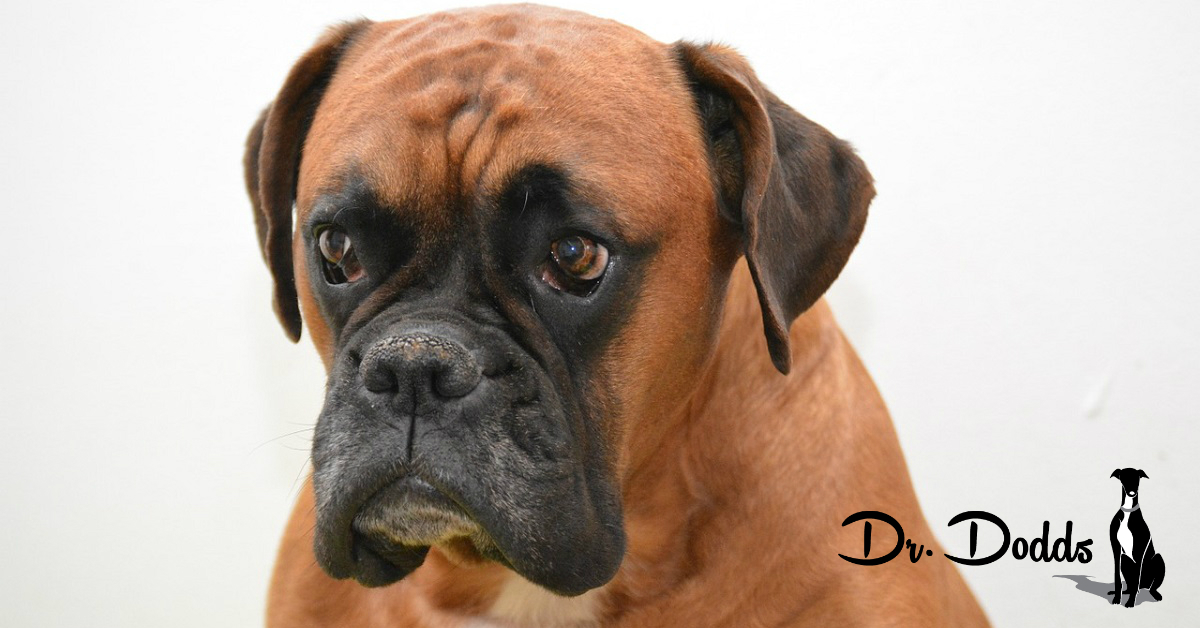 Does your pet have acid reflux or indigestion? | Hemopet