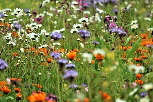 Vom Wissen zum Handeln – Auch Wildtiere sind bedroht! - Hofheimer Lokale Agenda 21