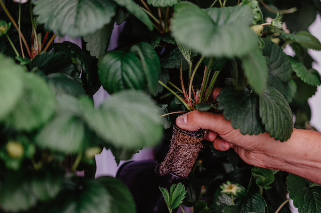 THE FUTURE OF FOOD IS MADE IN CANADA: The Homegrown Innovation Challenge Launches $20M Scaling Phase Grant to Support Domestic Food Production - Homegrown Innovation Challenge