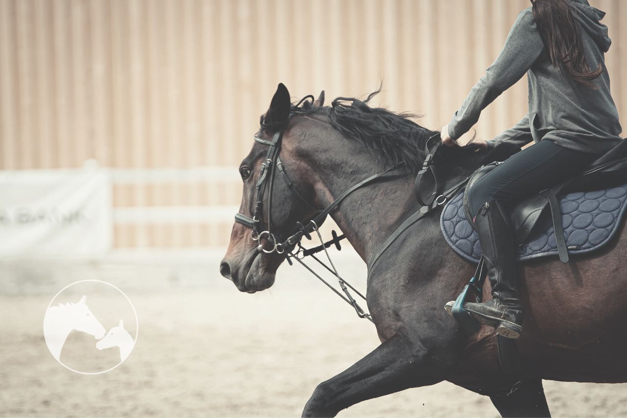 Hot, Warm And Cold Blooded Horses: What's The Difference?