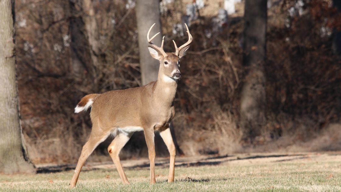 Hunting changes proposed; includes CWD management - Houston Herald