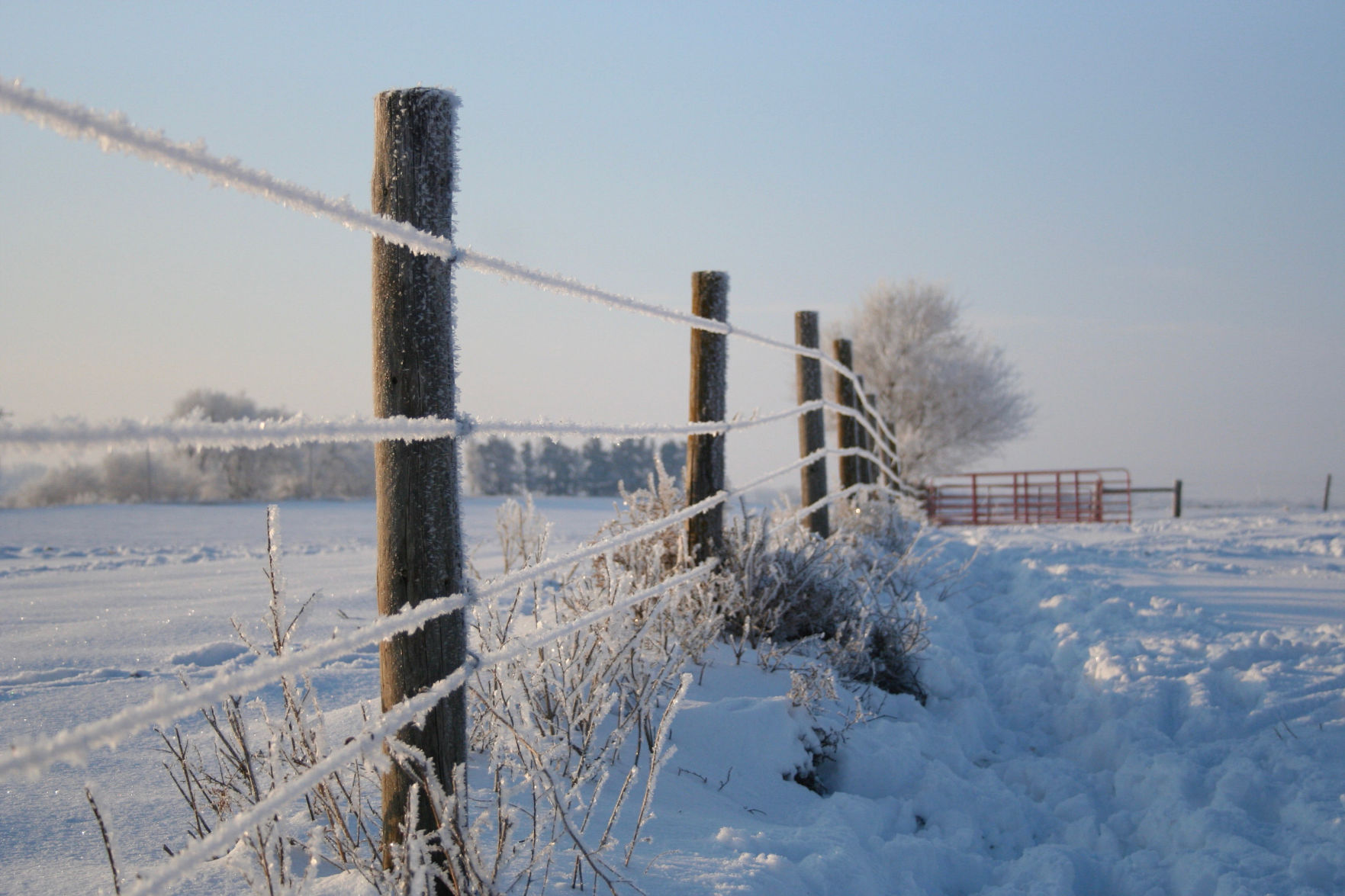 Is your cowherd prepared this winter? - High Plains Journal