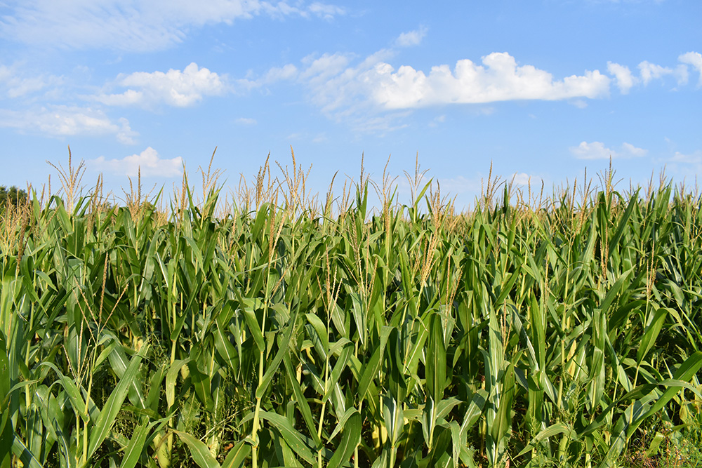 Ag groups cheer biofuel tax changes - High Plains Journal