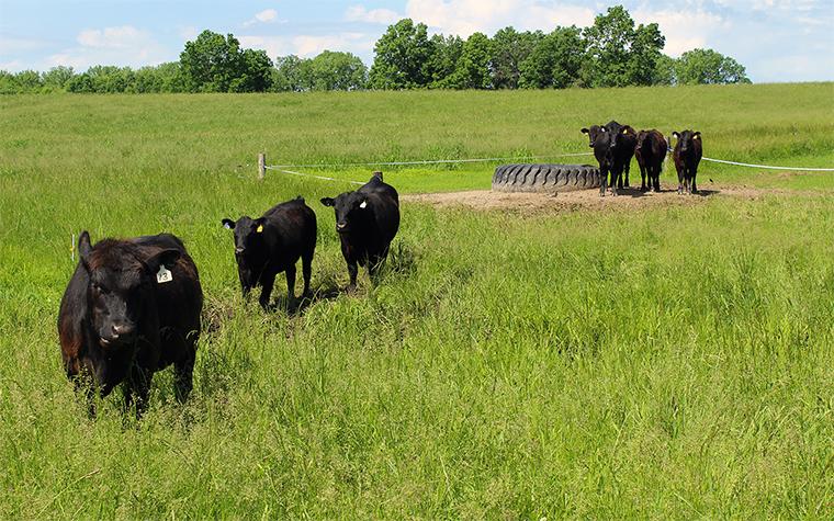 Why rotational grazing isn’t working - High Plains Journal