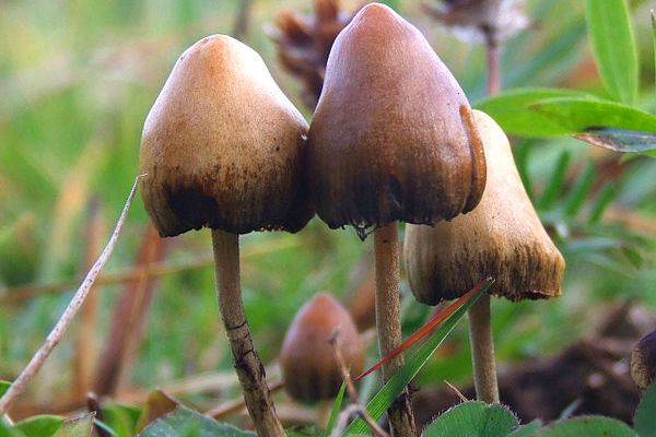 Low doses of psychedelic drug erases conditioned fear in mice - USF Health NewsUSF Health News