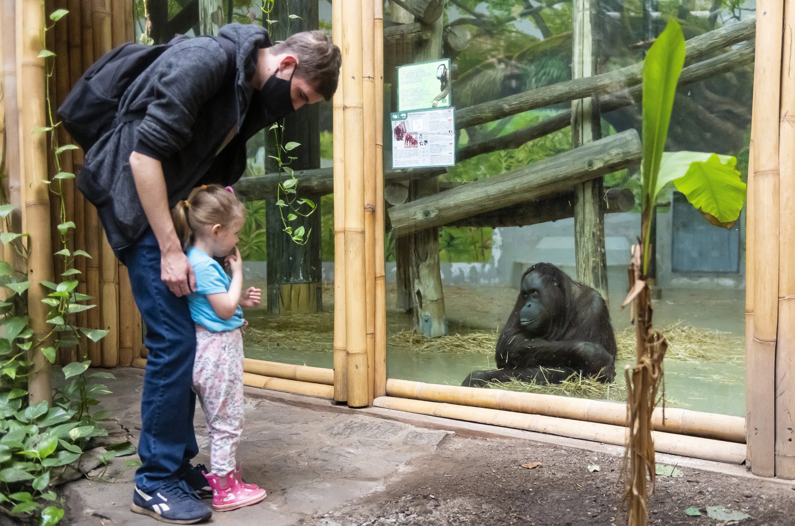 Nyíregyháza Zoo Named Best Zoo in Europe for Third Time in Its Category - Hungary Today