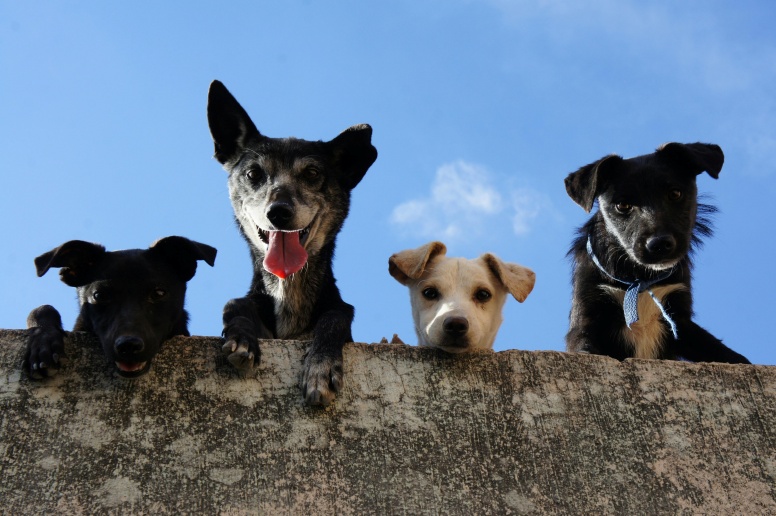 Responsible Pet Ownership Day Returns to Rex Animal Island in Budapest