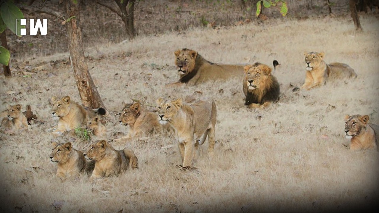 MP CM writes to PM on translocating Gujarat lions to Kuno National Park - HW News English