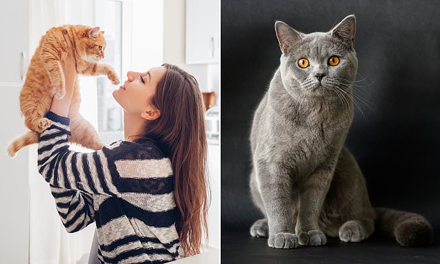 Australia's new 'cat curfew' will ban the pets from going outside