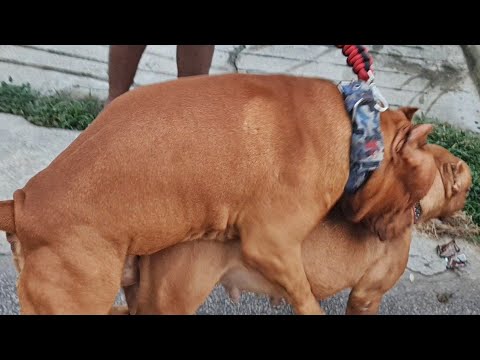 PITBULL GIGANTE QUIS CRUZAR NO MEIO DA RUA - BALU X MEGAN SANGUE PESADO DEMAIS!
