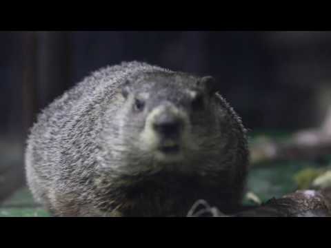 Groundhog Day 2017: Chuck gears up for his big day - silive.com