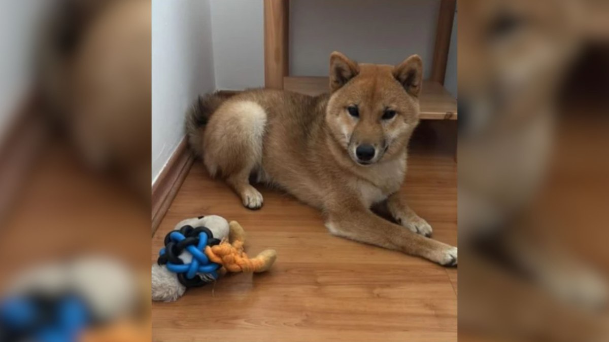 Família mobiliza cães farejadores e oferece recompensa por Simba