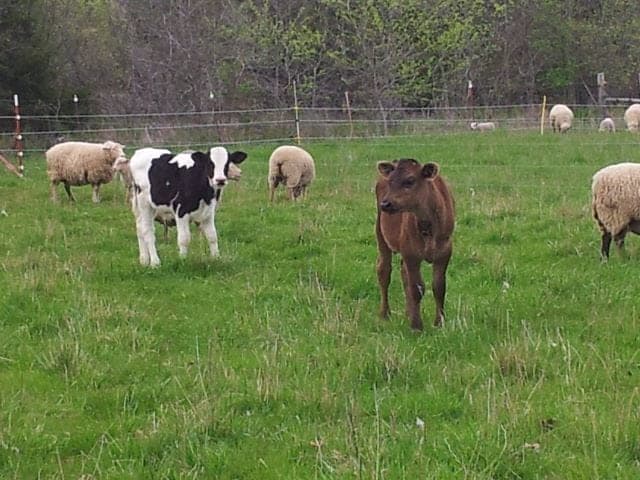 Quality of Winter Forage for Grass-fed Sheep - Cornell Small Farms