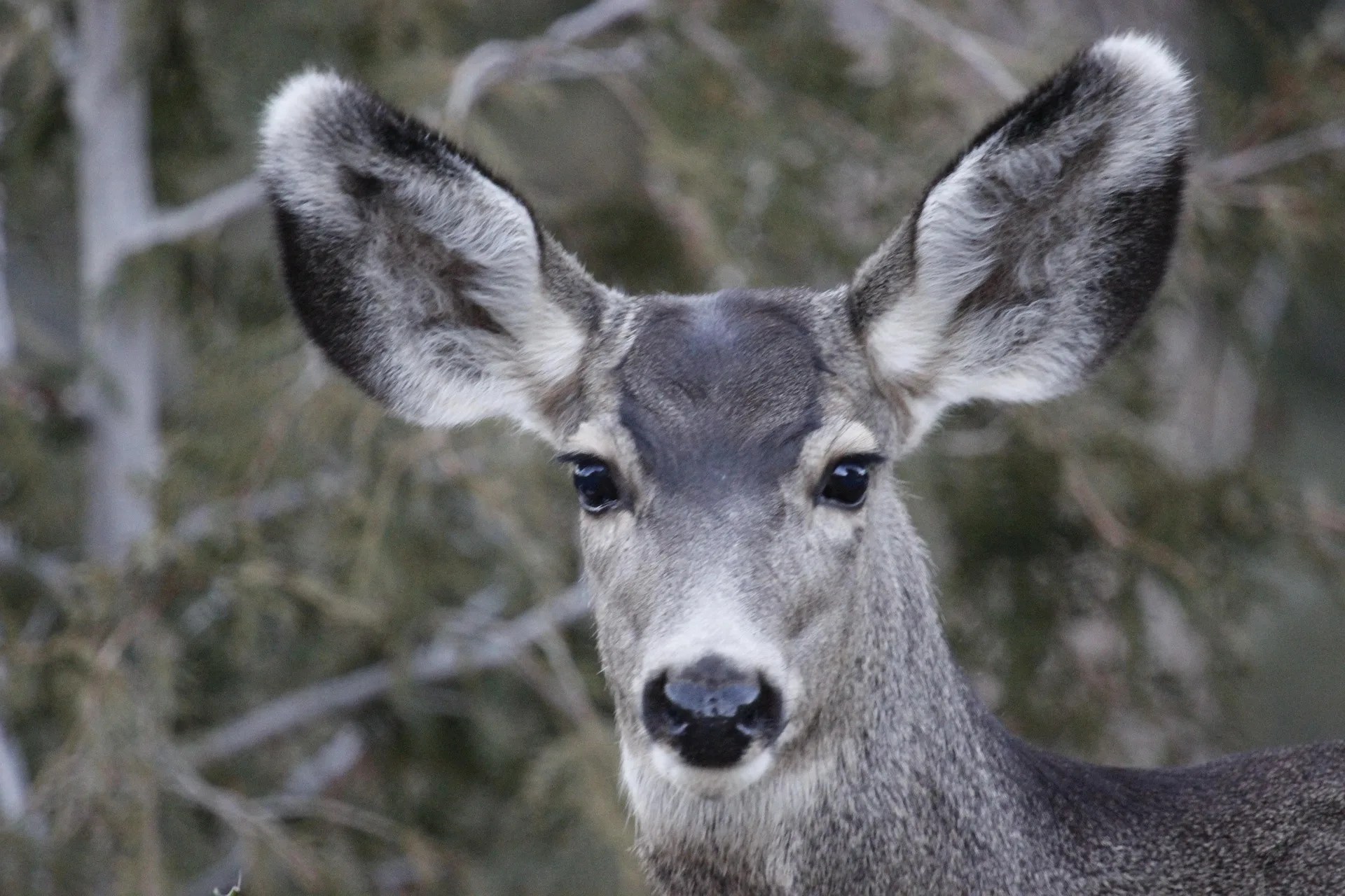 New CWD Management Zone, Deer B License created in Kalispell after detections at landfill