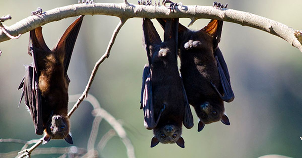 Bats could host coronavirus but link between animals and humans 'unknown' say scientists - Daily Star