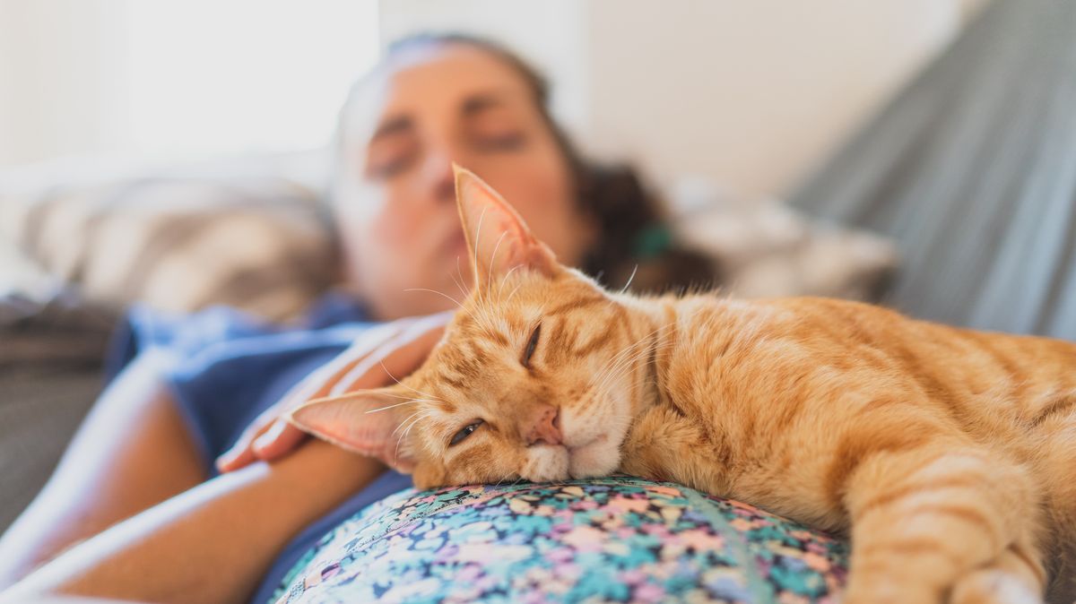 Nearly half of cat owners find their pet less annoying - than their partner, study finds - Daily Star