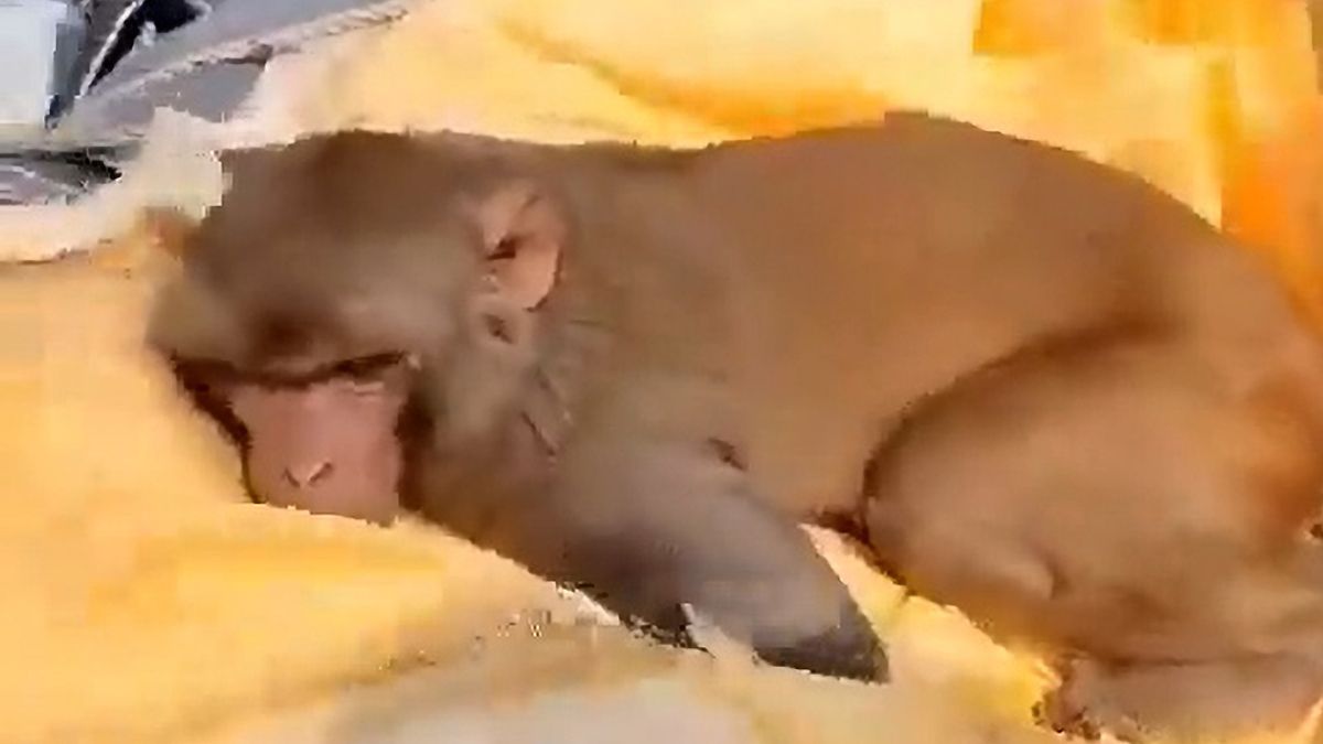 Grieving monkey travels 25 miles to funeral of man who fed him and 'cries' beside body - Daily Star