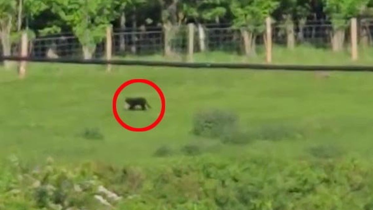 Huge panthers and leopards are stalking the British countryside, big cat experts warn - Daily Star