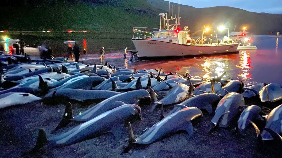 Inside dolphin massacre 'The Grind' as even hunters 'appalled' after 1,400 killed in WEEK - The Mirror
