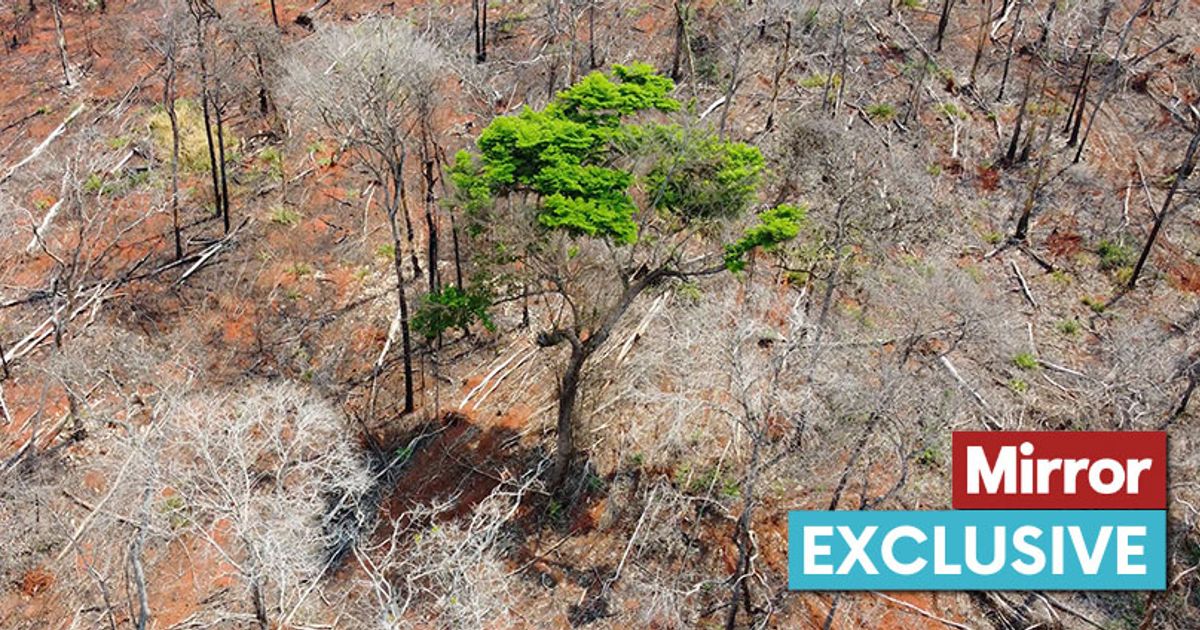 Tragic toll of Cadbury and Cathedral City on rainforests exposed as Amazon destroyed - The Mirror