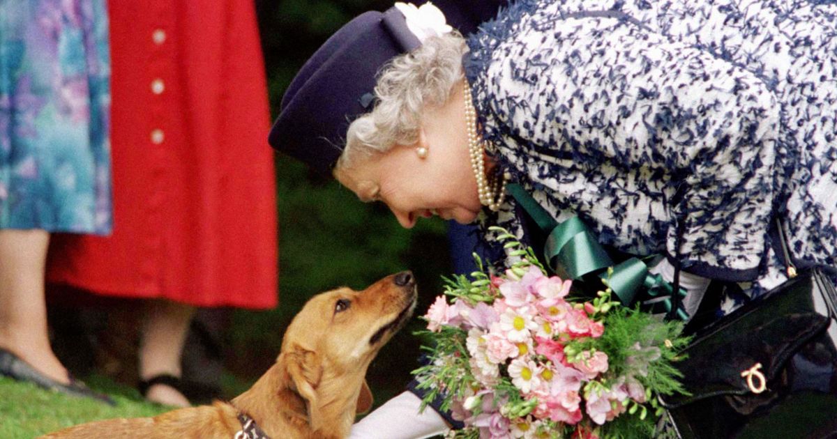 Corgi owners to honour Queen Elizabeth II with parade outside Buckingham Palace - The Mirror