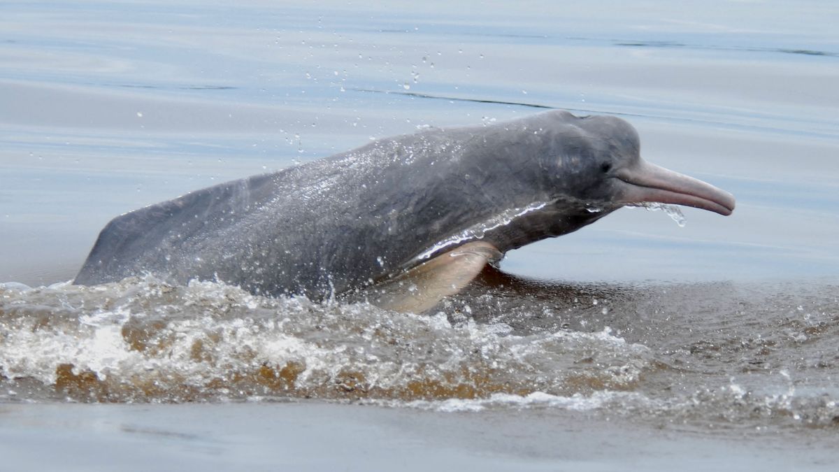 Wild dolphin attacks Brit swimming in Bolivia leaving her fighting for life - The Mirror