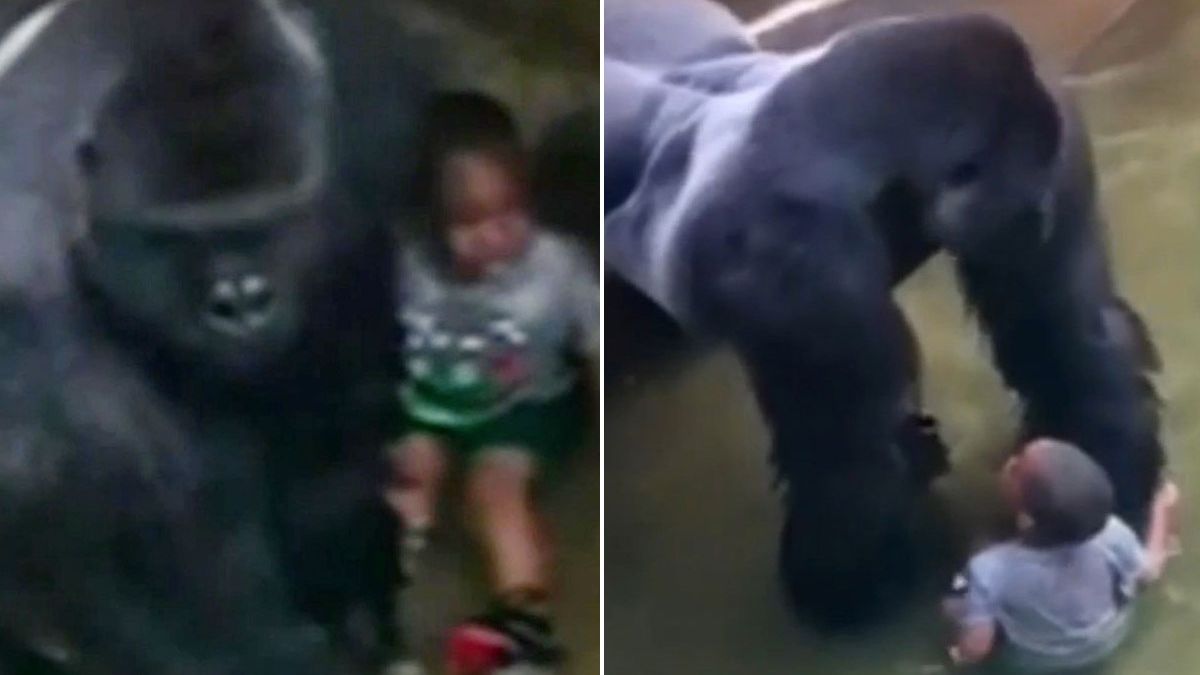 Astonishing new footage shows gorilla 'PROTECTING' boy and holding his hand before being shot dead - The Mirror