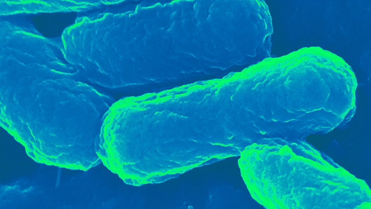 Vaccines made from deadly bug e.coli could be used to prevent pneumonia, meningitis and cancer - The Mirror