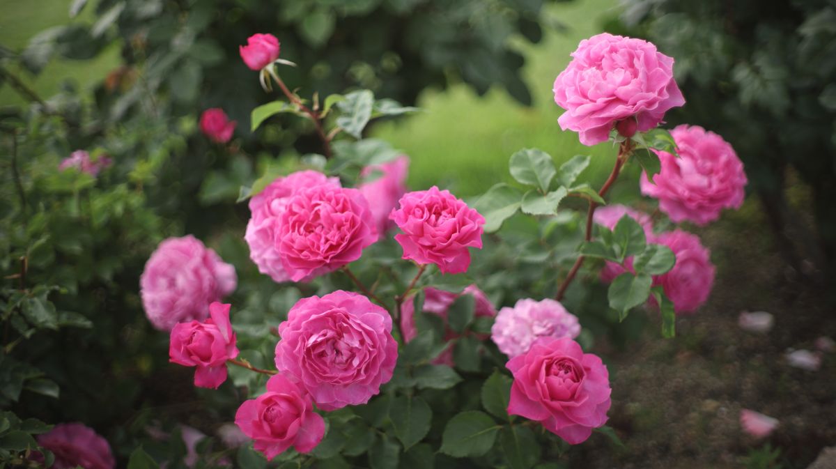 How to care for roses in high temperatures: expert tips beyond watering - The Mirror US