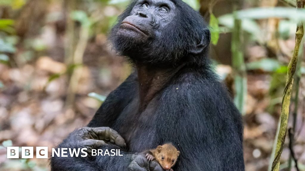 A intrigante imagem de macaco com mangusto no colo que concorre a prêmio de fotos de vida selvagem - BBC News Brasil