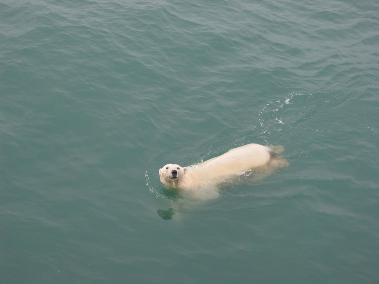 Did I ever see a Polar Bear? | Icy Seas