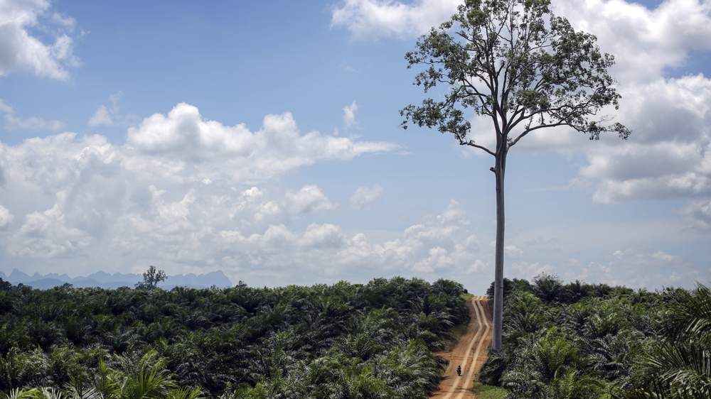 Investing in land in Indonesia