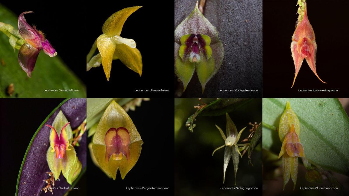 Descubren 8 nuevas especies de orquídeas en el Parque Farallones