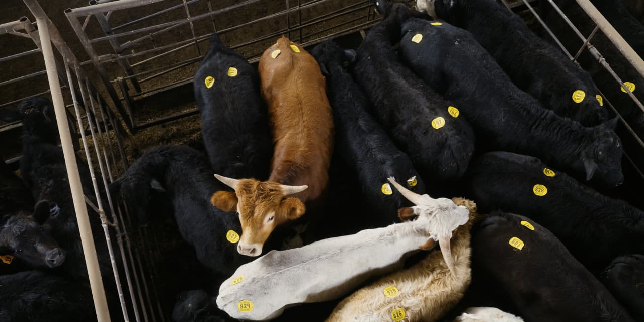 America’s Cattle Crisis: a Shrinking Herd, Soaring Beef Prices, and Little Relief in Sight