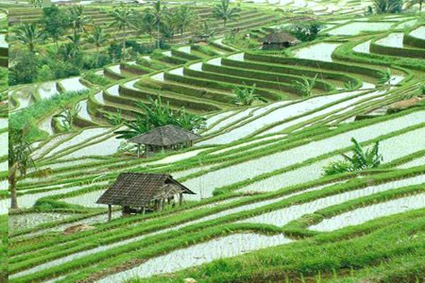 Sawah Organik di Bali Diperluas, Begini Capaiannya