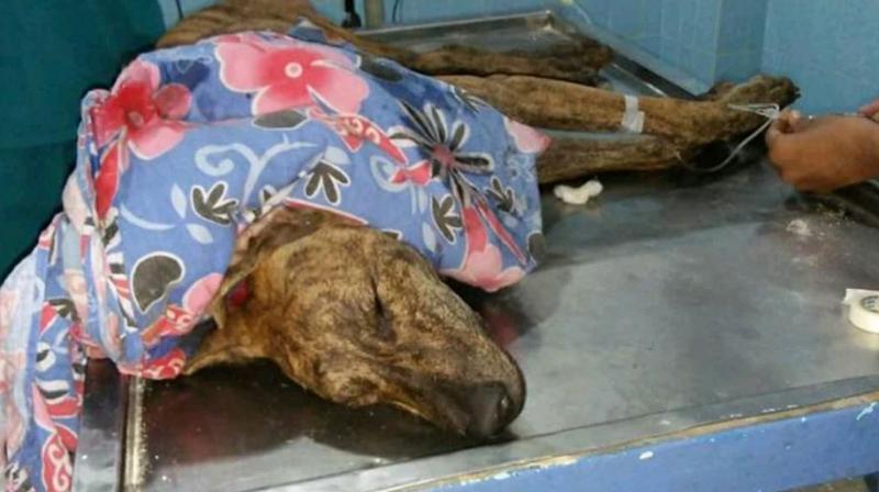 Hyderabad GES: Stray dogs poisoned' for Ivanka Trump visit | Hyderabad GES: Stray dogs poisoned' for Ivanka Trump visit