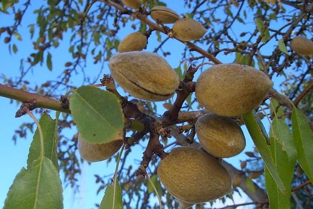 China and India Top Export Markets for California Almond Growers - Fast Company
