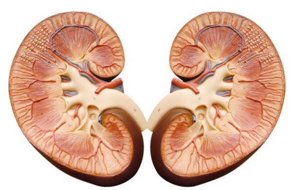 Next Step in 3-D Printing: Your Kidneys - Fast Company
