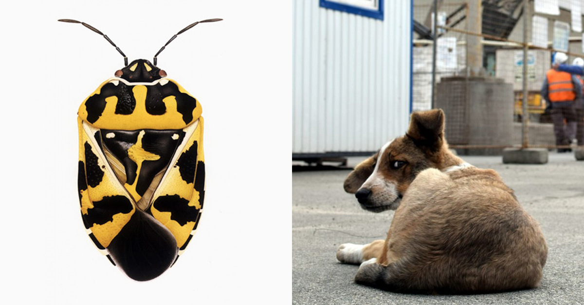 The Plants And Animals of The Chernobyl Exclusion Zone