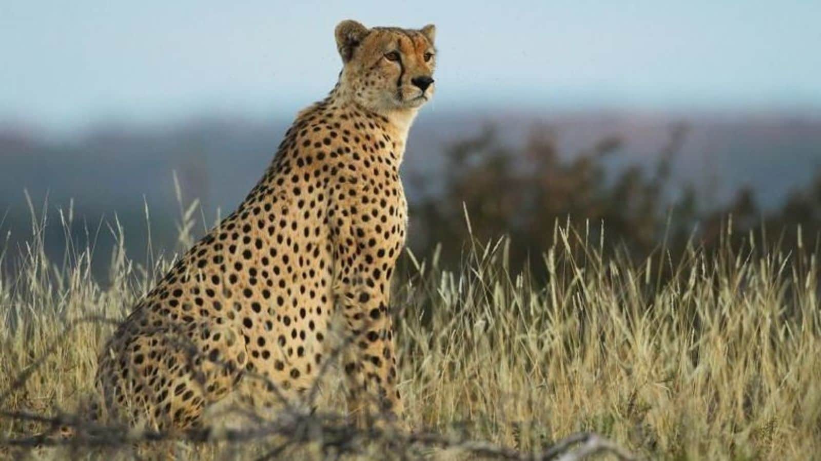 ‘Proposal to reintroduce the cheetah to India is an exciting opportunity’